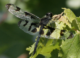 Banded Pennant